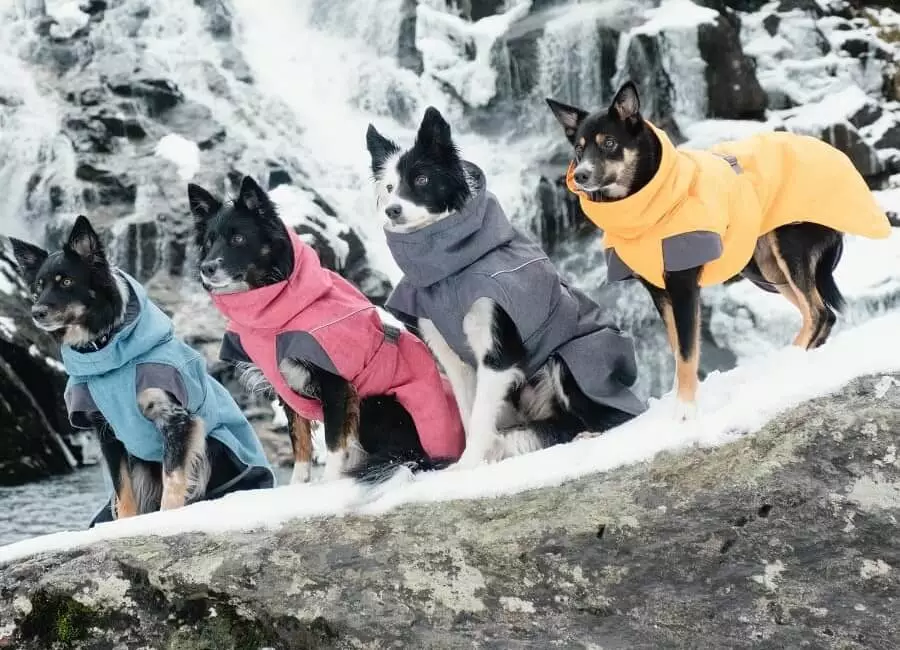 Dogs in coats best sale